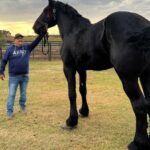 Big Boy, el caballo más grande de México.