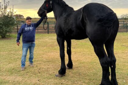 Big Boy, el caballo más grande de México.