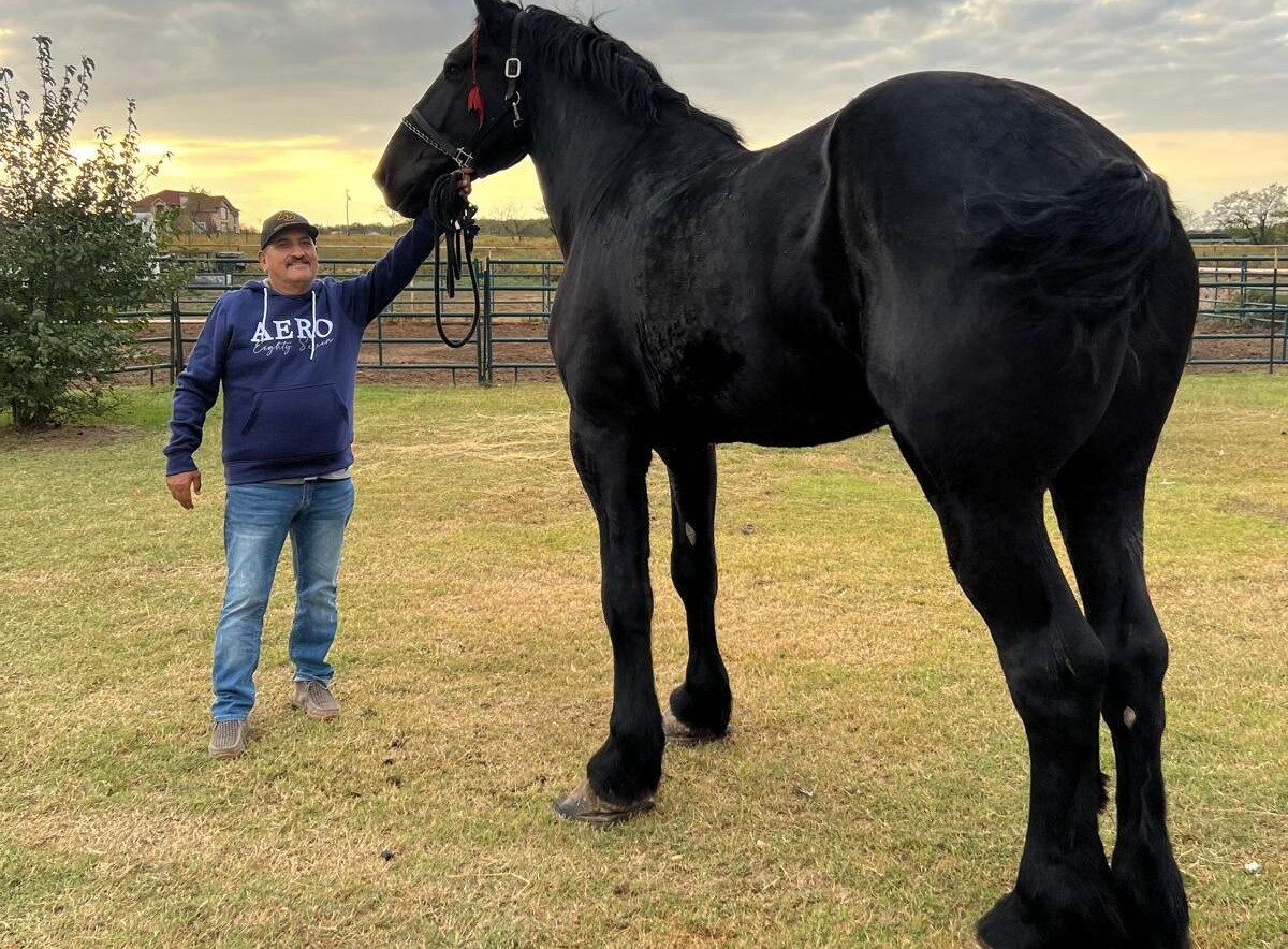 Big Boy, el caballo más grande de México.