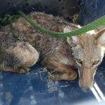 liberan al coyote