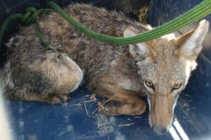 liberan al coyote