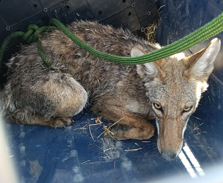 liberan al coyote