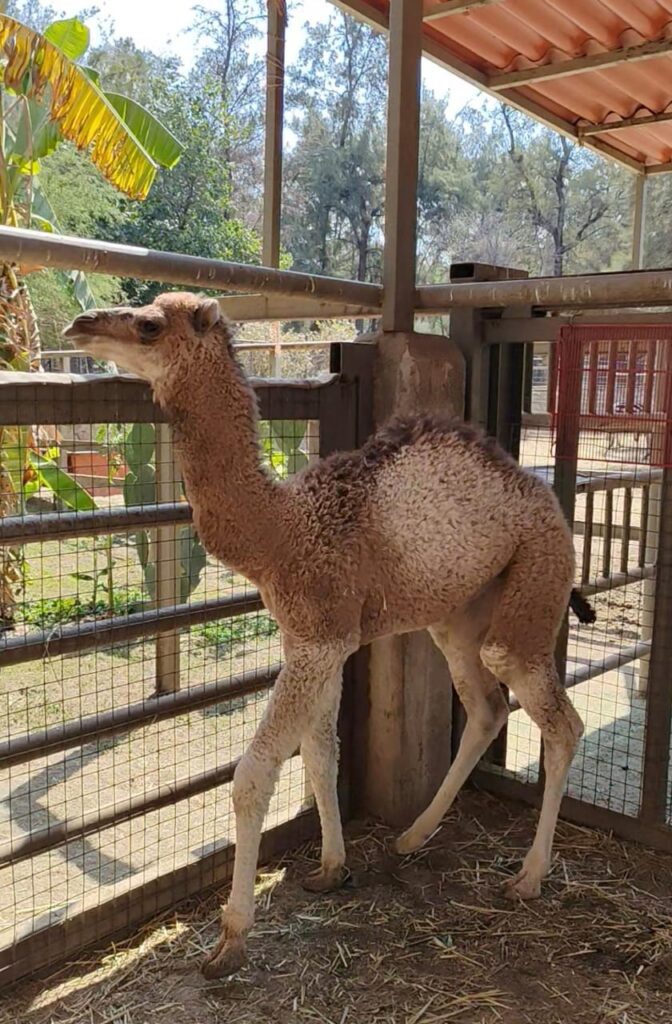 camello y jirafa