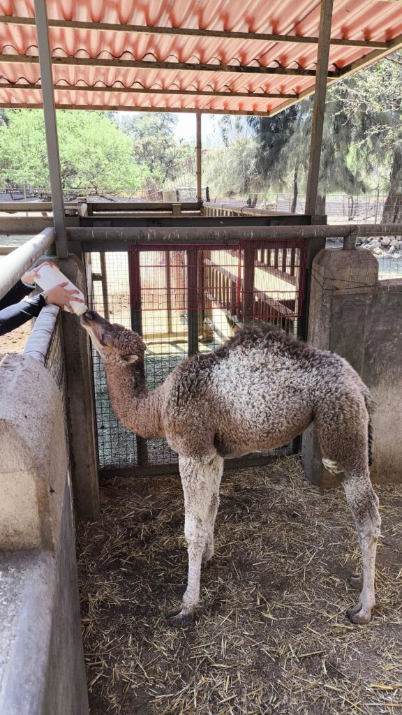 camello y jirafa