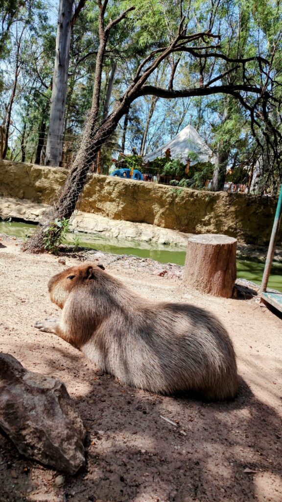 capibara