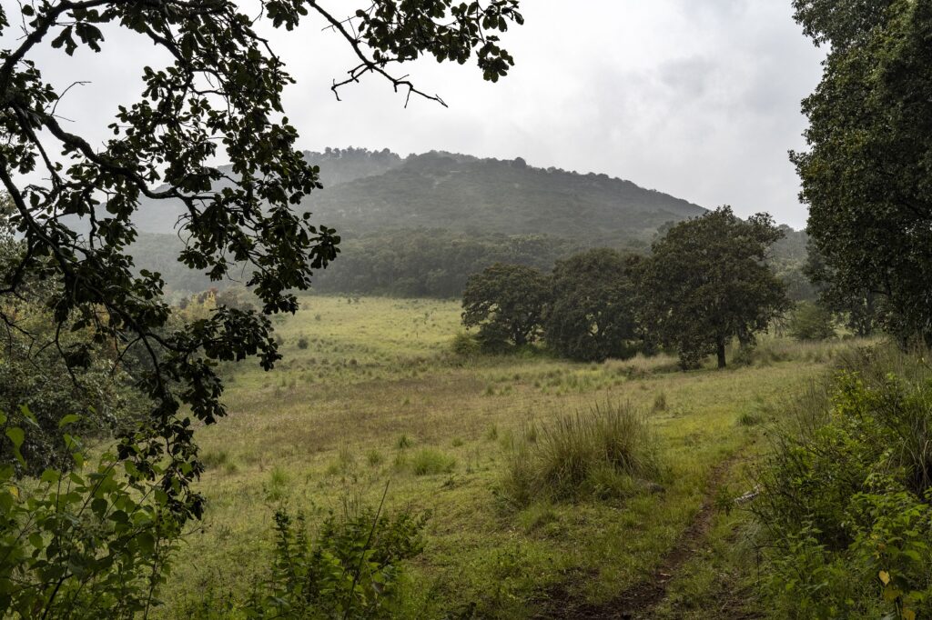Áreas Naturales Protegidas