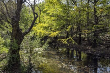 Áreas Naturales Protegidas