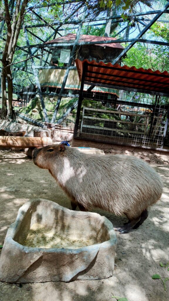 capibara