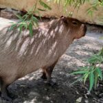 capibara