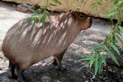 capibara