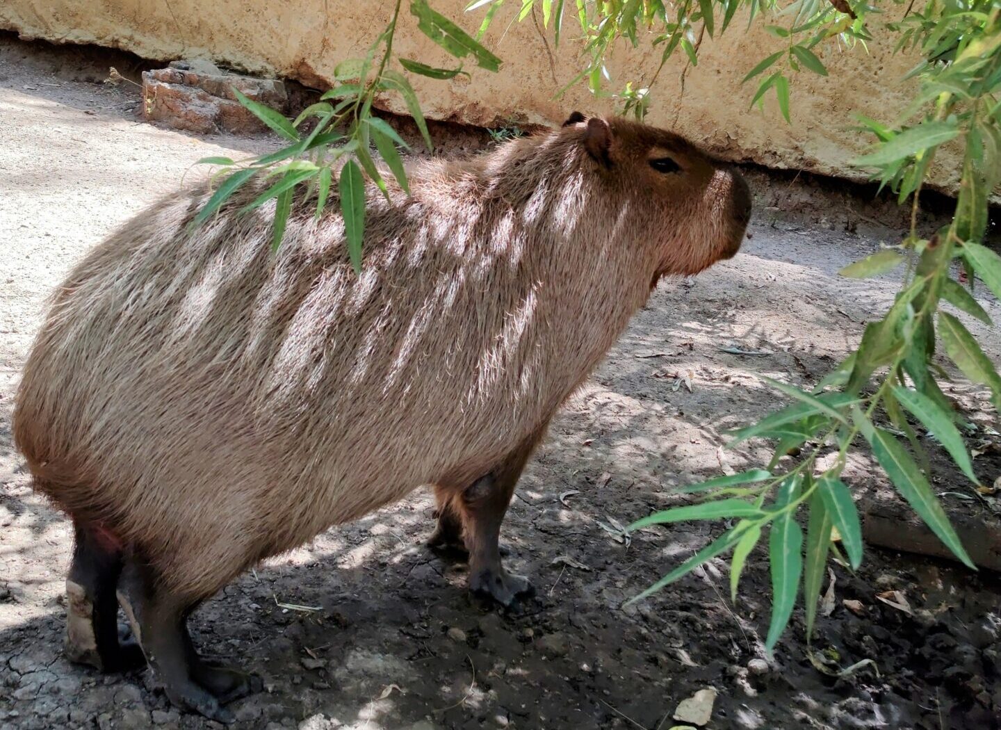 capibara