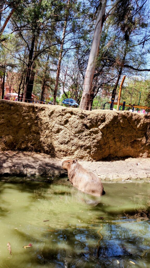 capibara