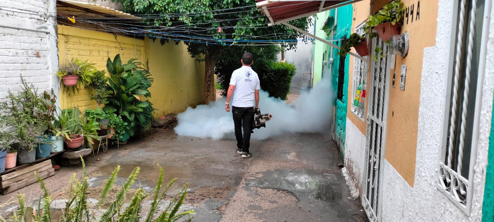 dengue