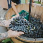 vino