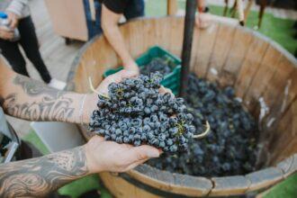 vino
