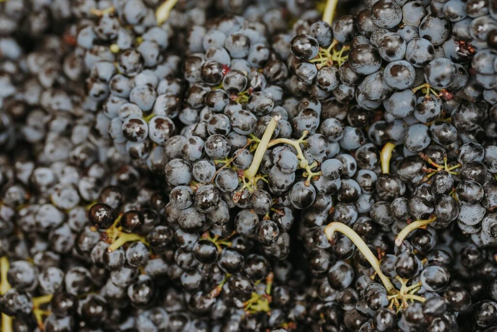 vino