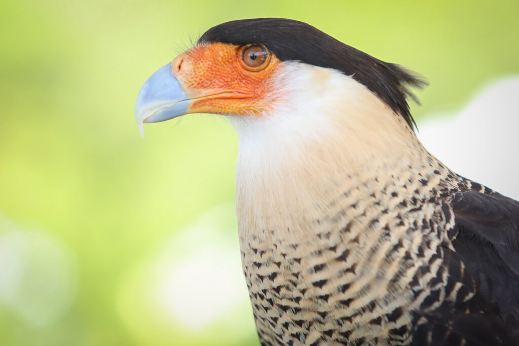 Zoológico