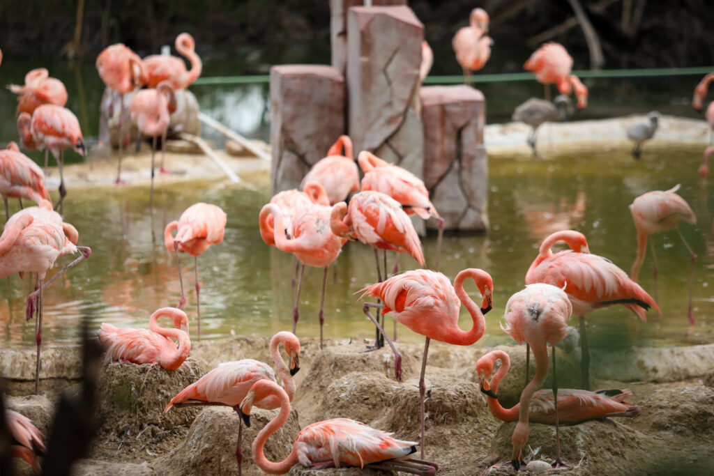 Zoológico