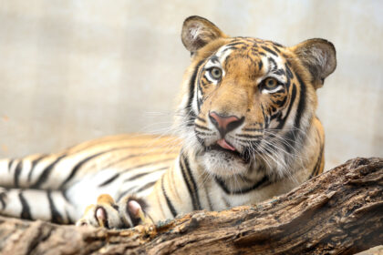 Zoológico