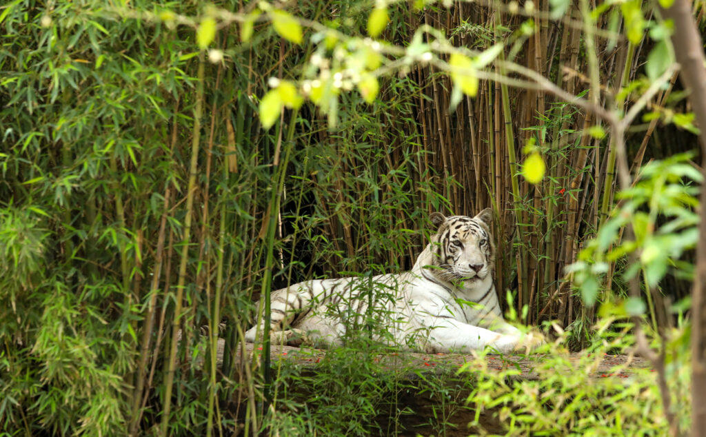 Zoológico