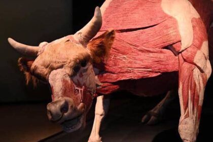 Animal Inside Out