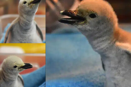 Pingüino barbijo hace historia en León: el primero nacido bajo cuidado humano en Latinoamérica🐧
