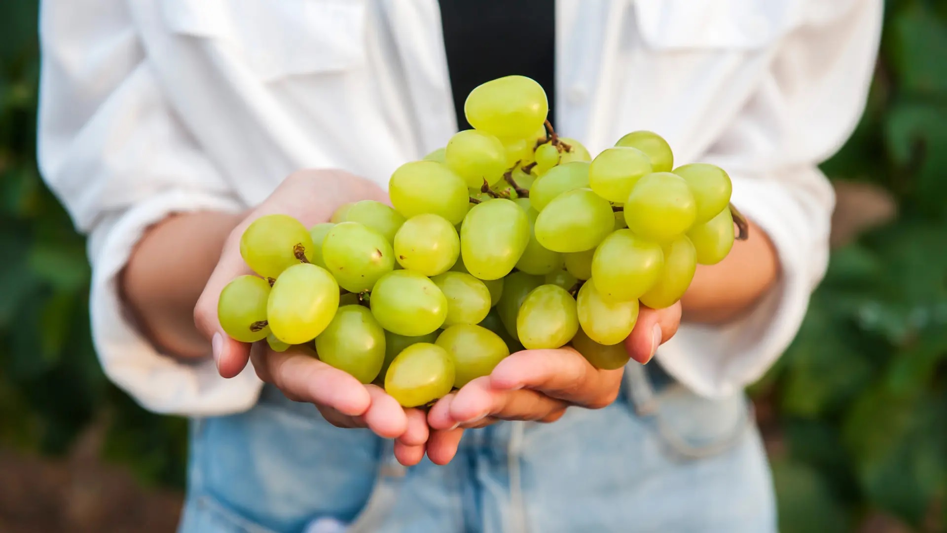 uvas