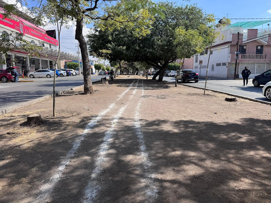 Camellón