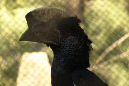 zoologico