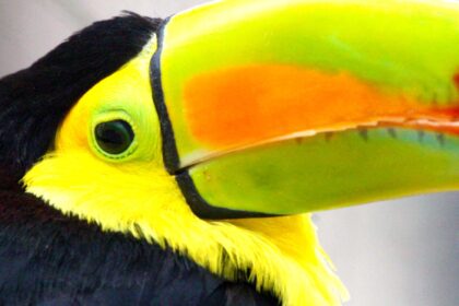 zoológico