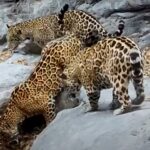 jaguares