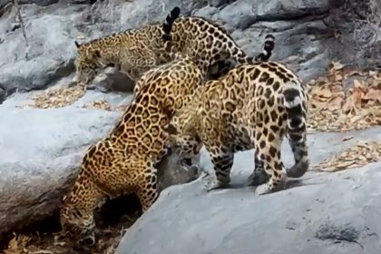 jaguares