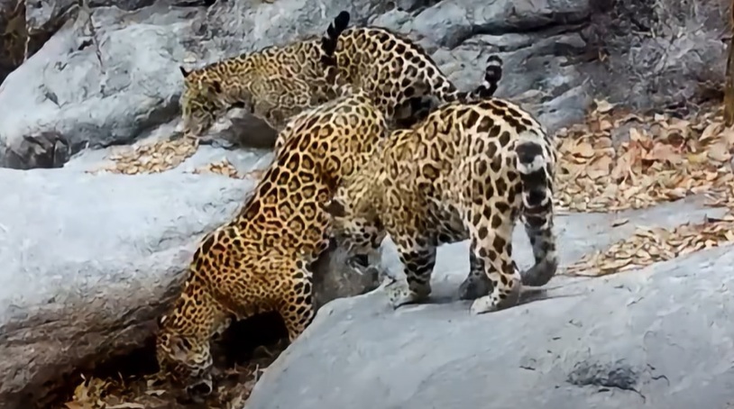 jaguares