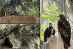 AGUILA