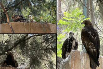 AGUILA