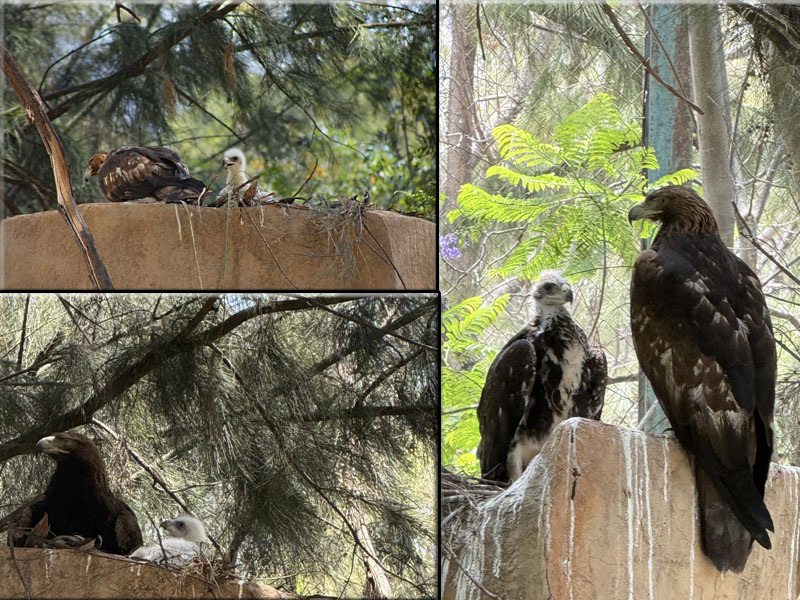 AGUILA