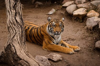 Zoológico