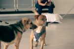 esterilización