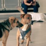 esterilización