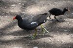 AVES