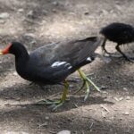 AVES
