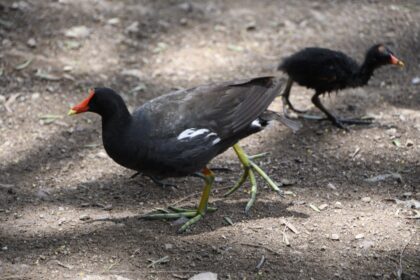 AVES