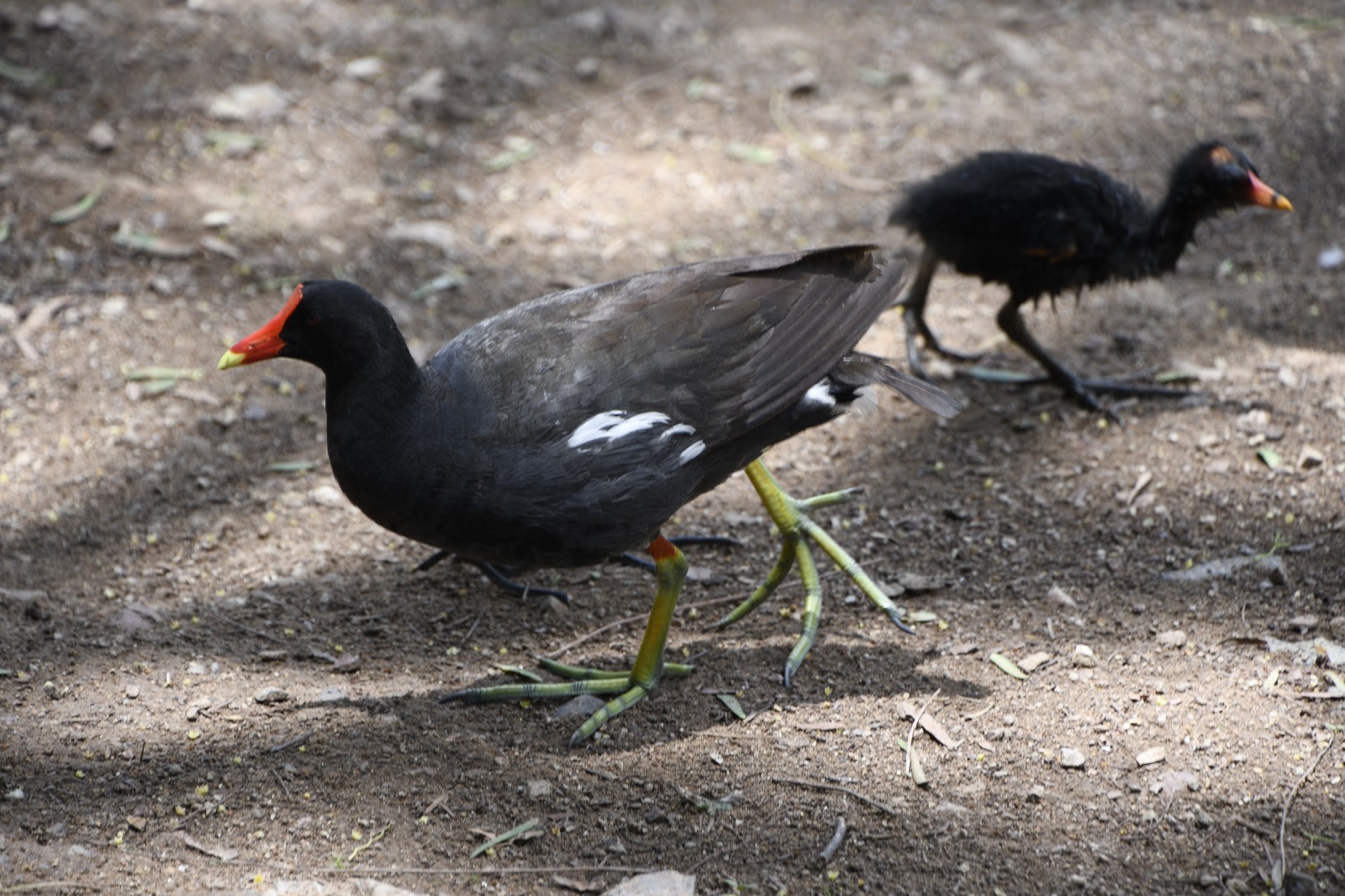 AVES