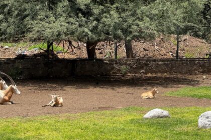 Zoológico