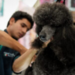 animales