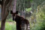 OKAPI