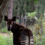 OKAPI