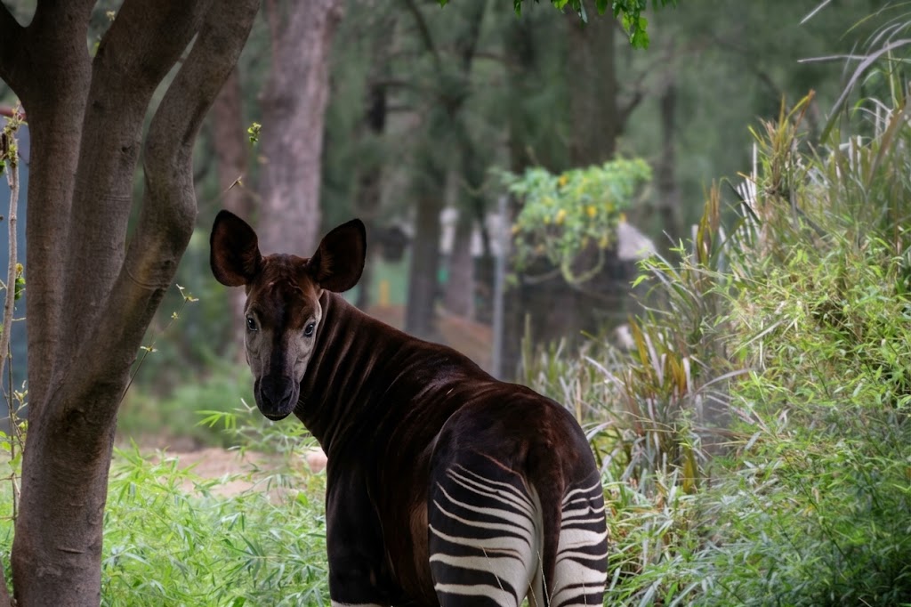 OKAPI